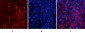 Akt1 Polyclonal Antibody